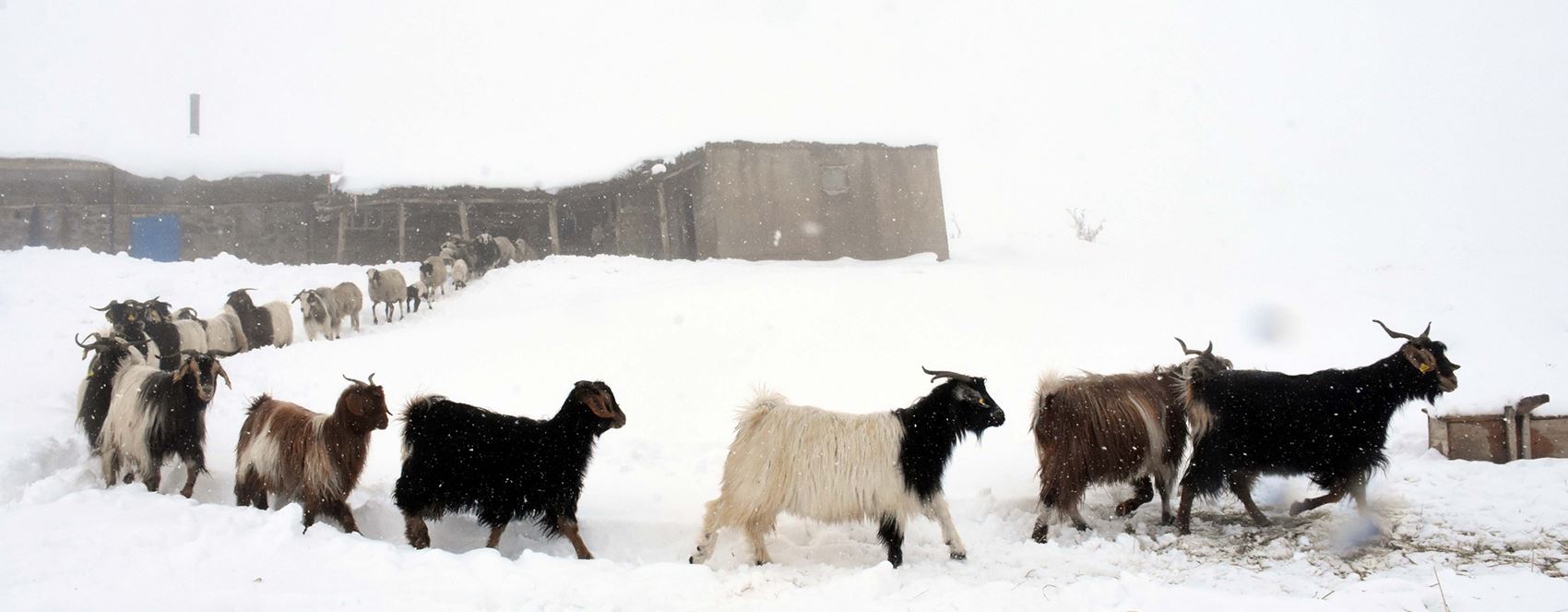 Li Mûşê gundî heywanên xwe bi zehmetî xwedî dikin