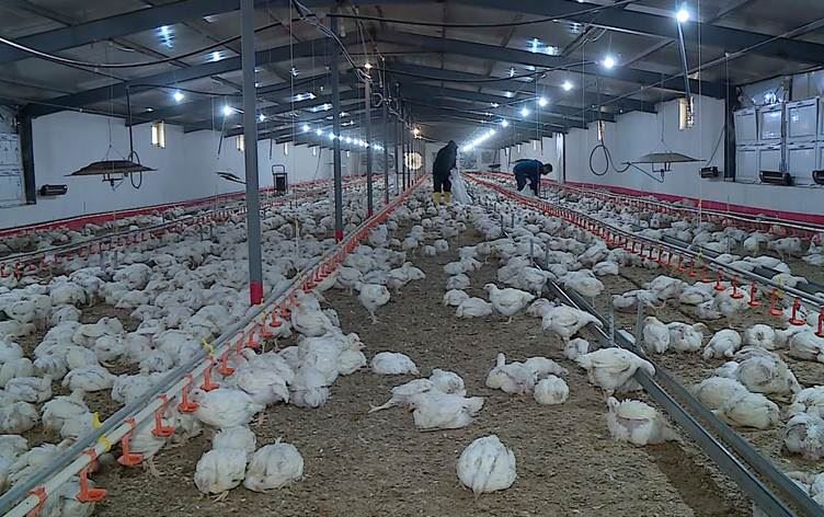 Duhok’ta toplu tavuk ölümleri yetiştiriciler için kâbusa dönüştü