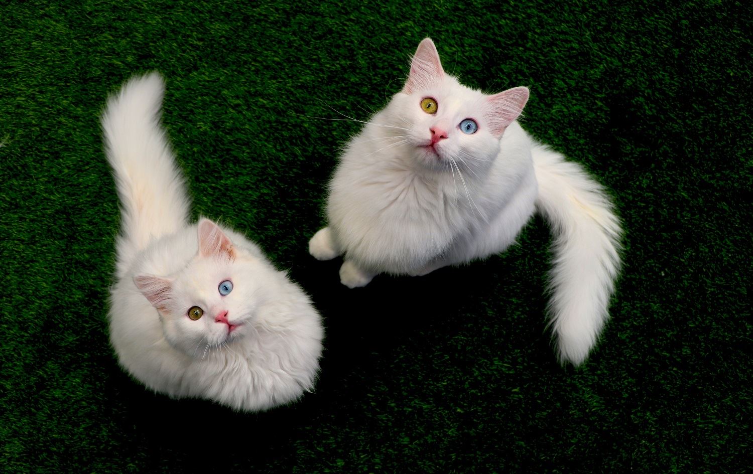 Pisîkên Wanê dibin xwediyê nasnameya navnetewî