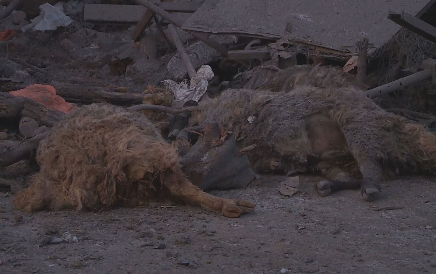 بۆردوومانەکانی تورکیا لە سنووری حاجی ئۆمەران و زاخۆ زیانی بۆ مەڕوماڵاتی هاونیشتمانیان هەبوو