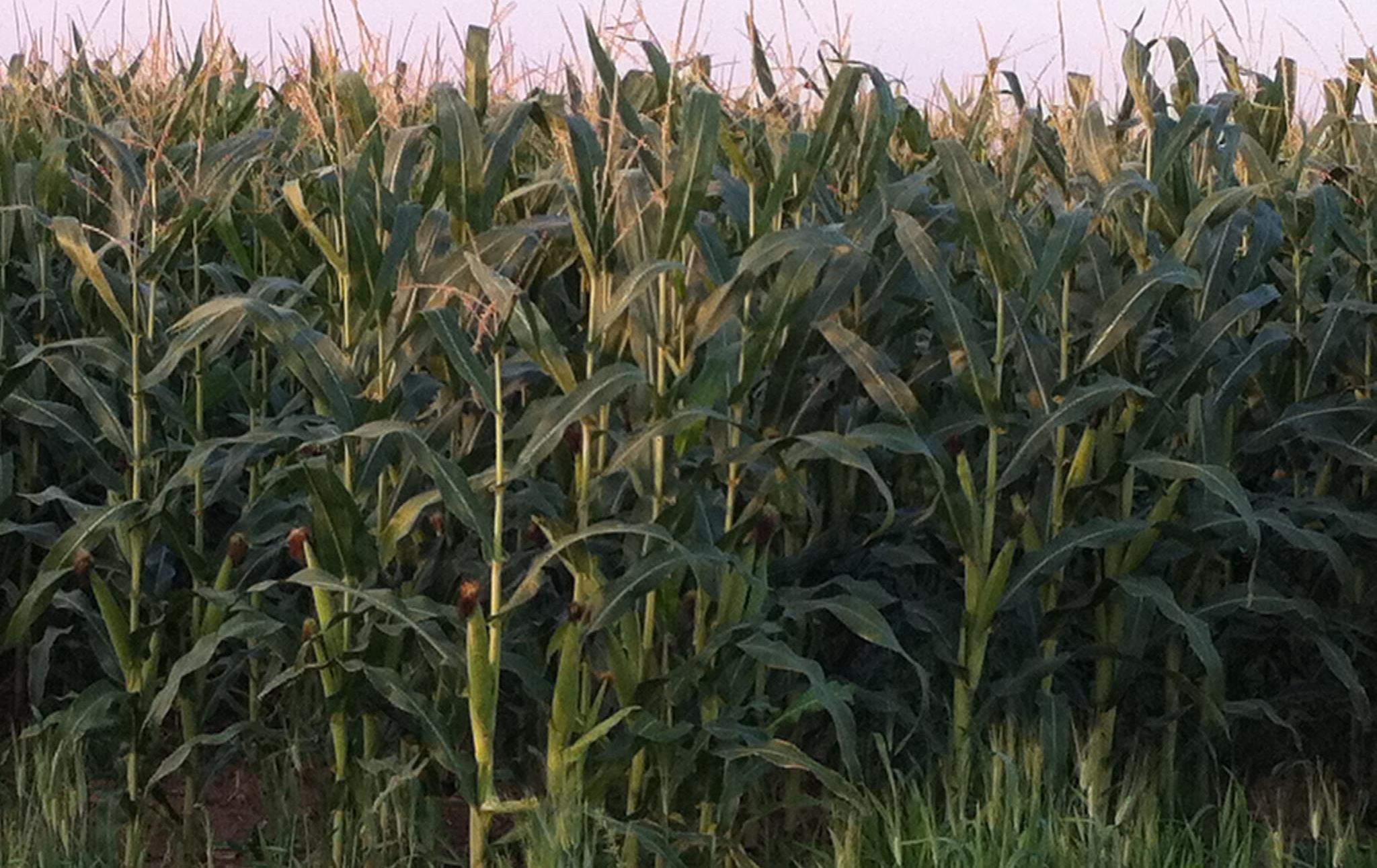 بڕیارێکی وەزارەتی کشتوکاڵ، بەرهەمی گەنمەشامی لە كوردستان زیادکردووە