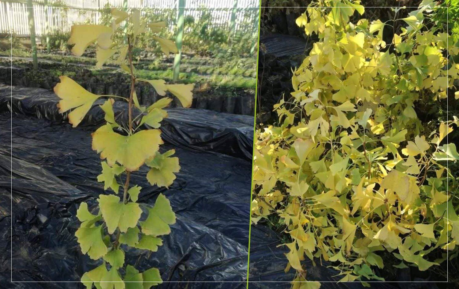 یه‌كێك له بە تەمەنترین داره‌كانی جیهان له‌ هه‌ولێر ده‌چێندرێت