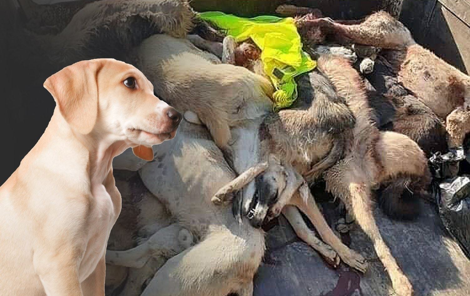 Şengal’de yüzlerce köpek zehir verilip öldürüldü