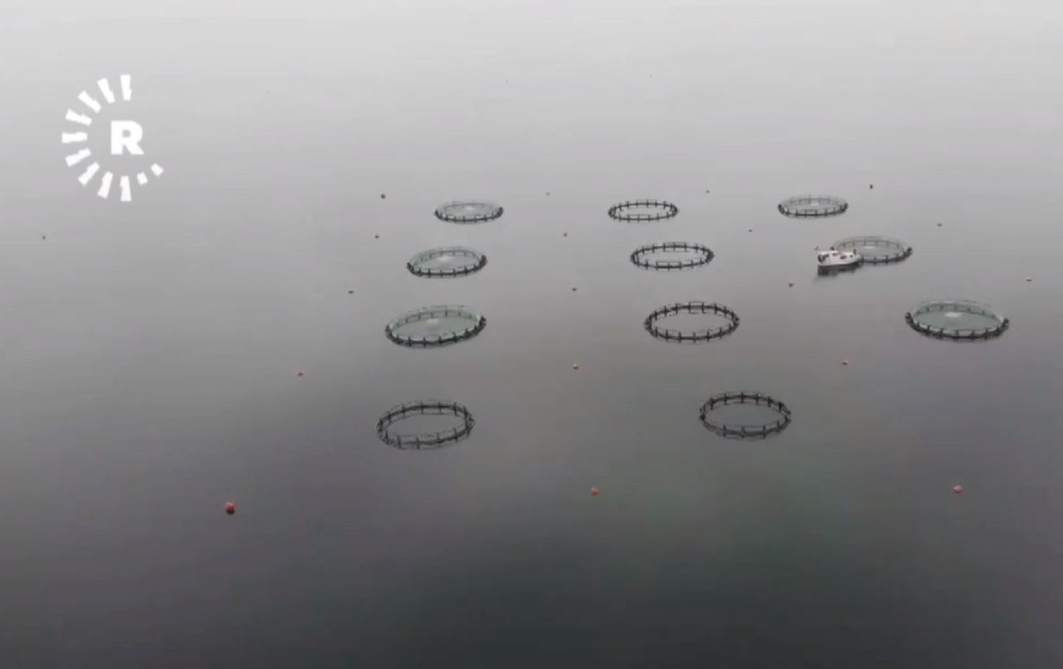 Jinek 20 sal e li Xarpêtê di xwedîkirina masiyan de alîkariya hevjînê xwe dike