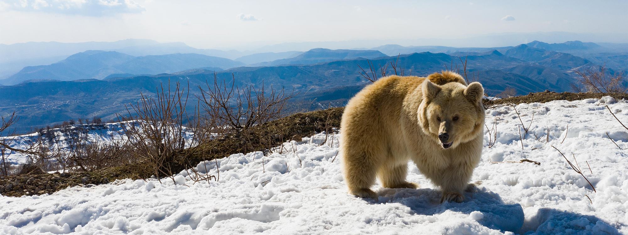 ئازادکردنی ورچ بۆ دووەم جار لە چیای گارە