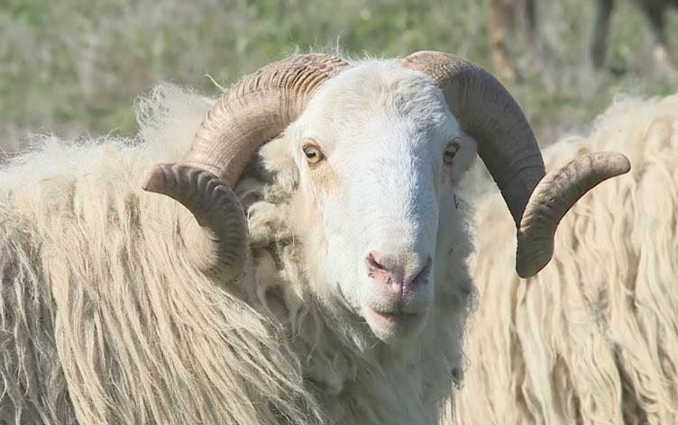 Rojava’da yeni bir virüs endişesi