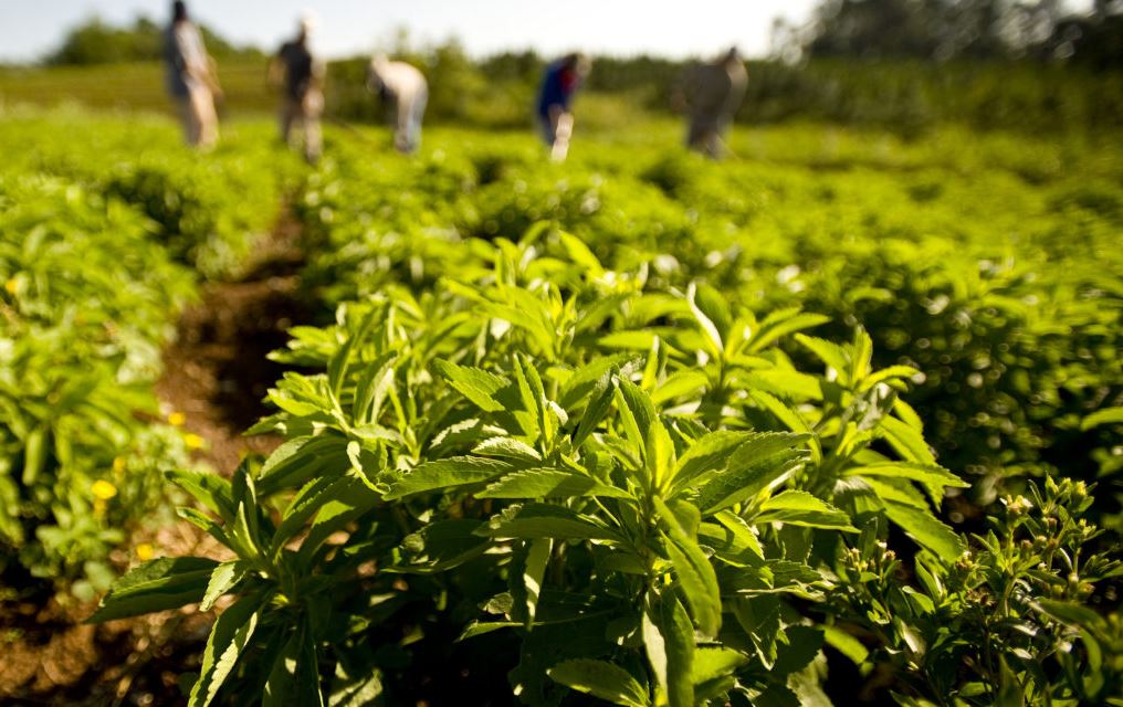 رووەکی ئەو شەکرەی 300 جار لە شەکری ئاسایی شیرینترە لە هەولێر دەچێندرێت
