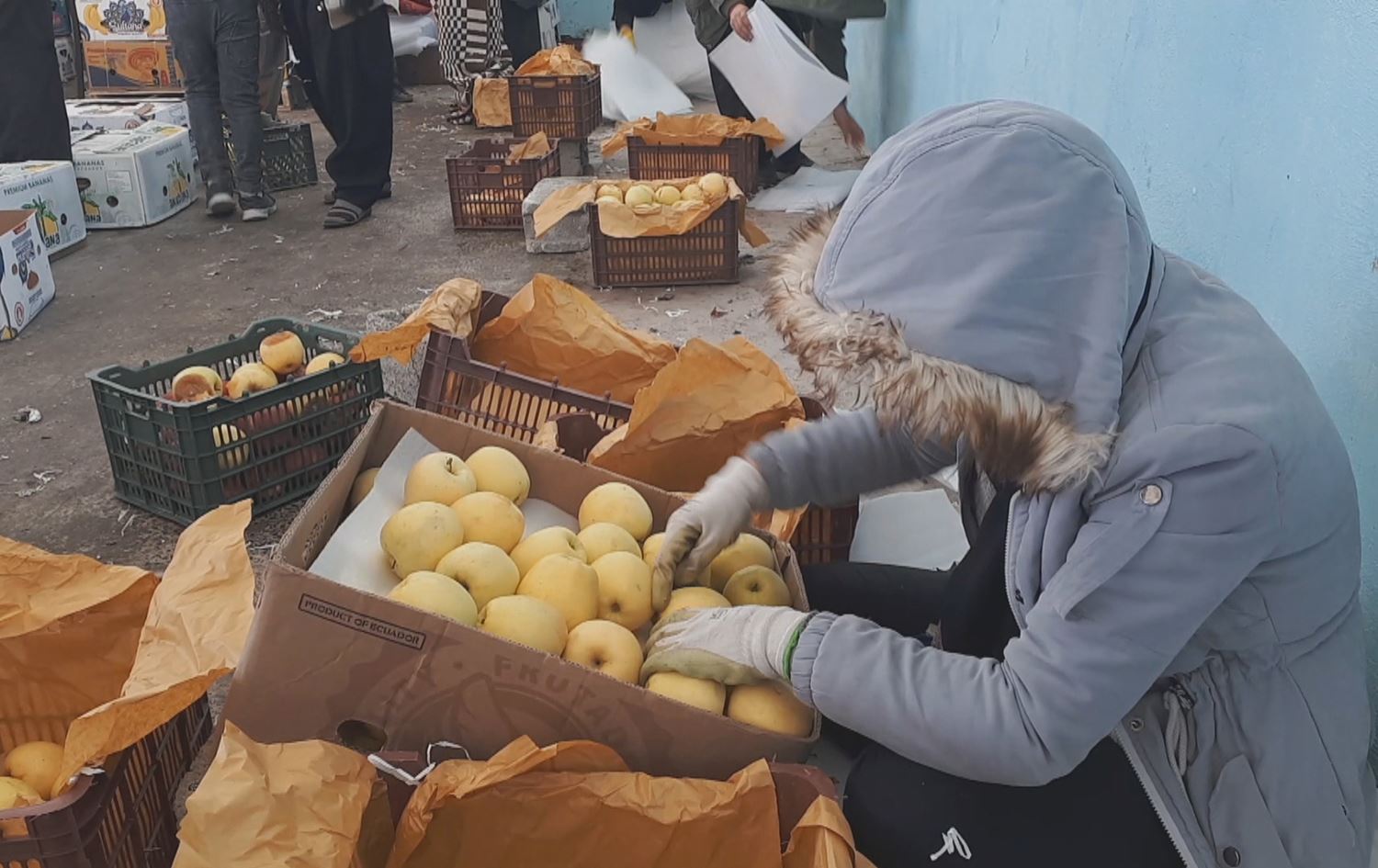 600 هەزار تۆن سێو لە ساردخانەکانی پارێزگای ورمێدا ماوەتەوە