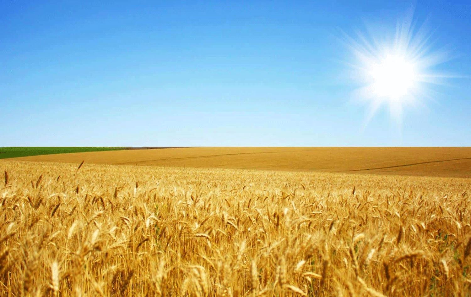 Buğday ekim alanı 15 yılda 24,5 milyon dekar azaldı