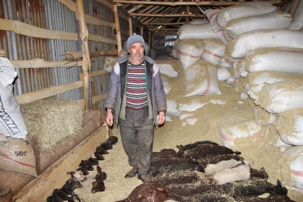 Veterinerin hatası nedeniyle 95 kuzu bir gecede telef oldu
