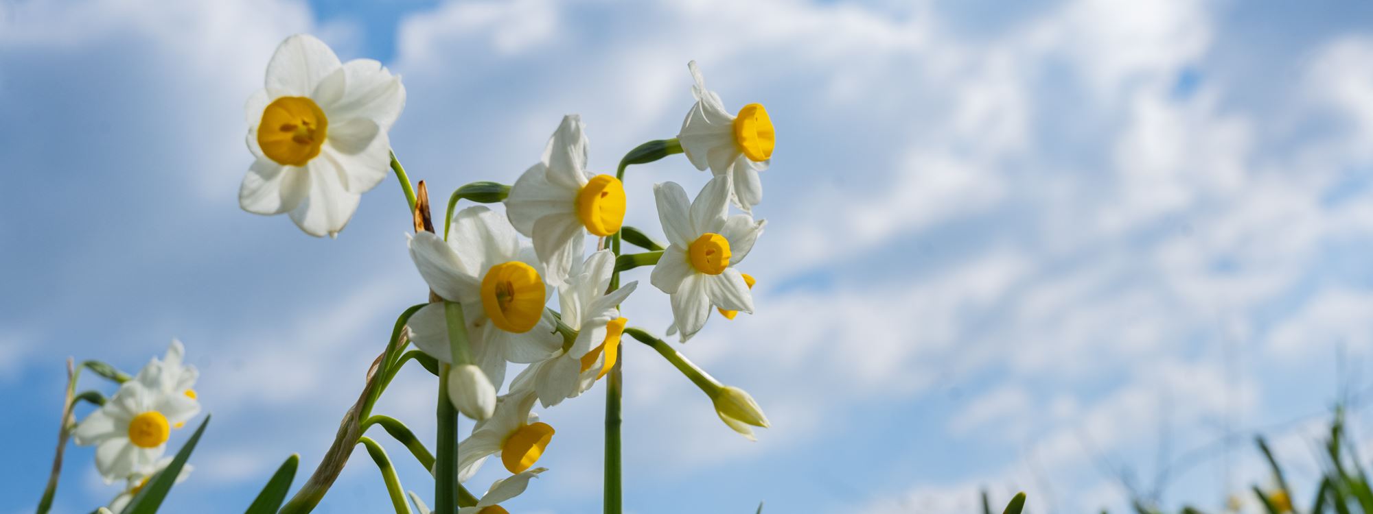 WÊNE - Nêrgîzên Akrê kulîlk vedan