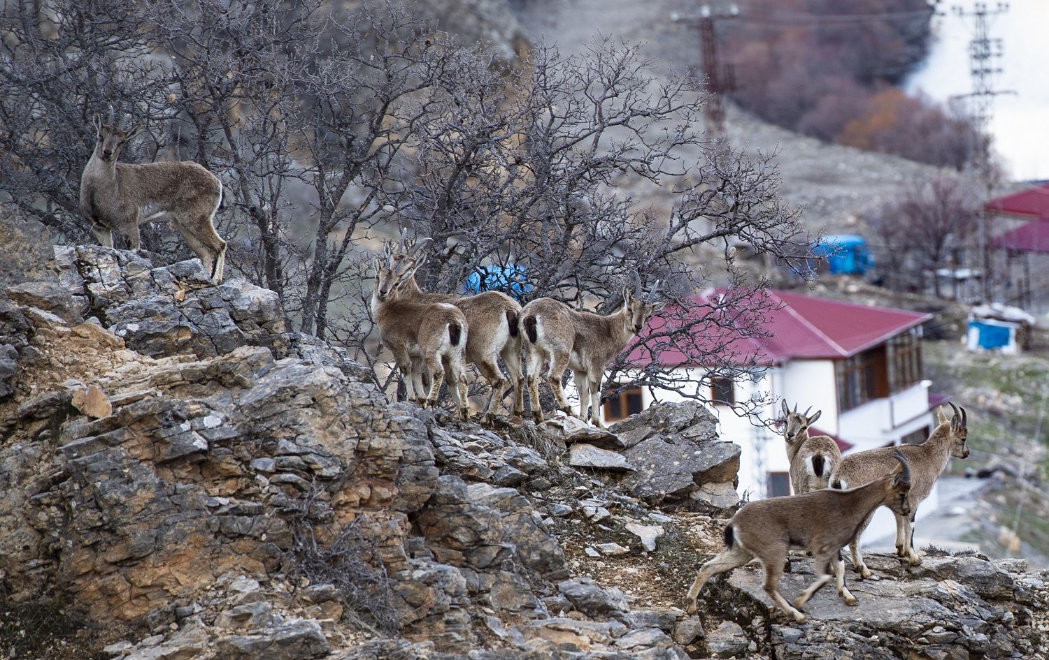 Li Dêrsimê pezkovî  ji birsa ketin nav gund