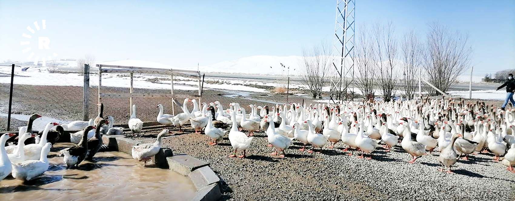 FOTO - Fransa’dan getirilen yumurtalarla Van’da kaz çiftliği kurdu