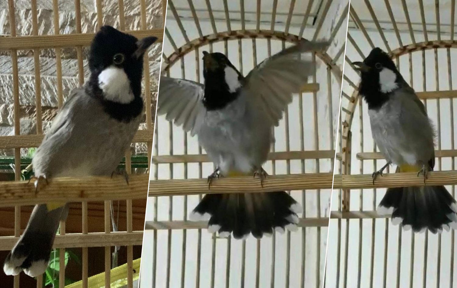 له‌ هه‌ولێر بولبولێك بە حەوت ملیۆن دینار دەفرۆشرێت