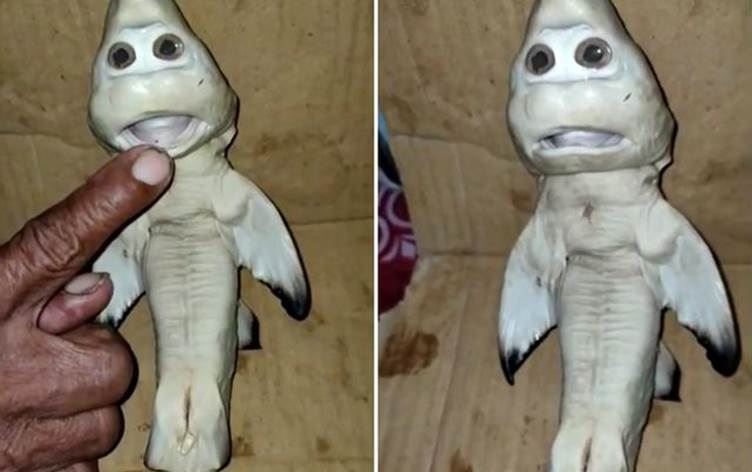İnsan yüzlü yavru köpek balığı bulundu