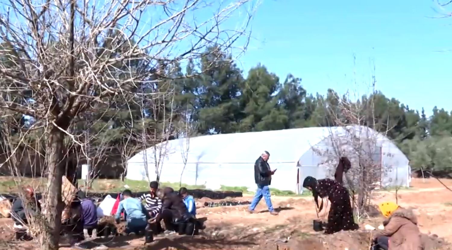 Li Qamişlo çandina daran