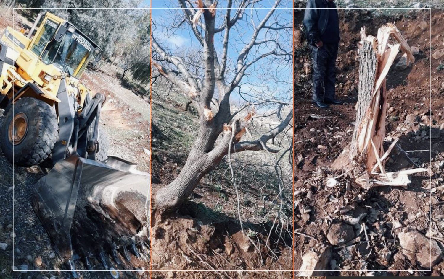 لە دەربەندیخان دوو کەس بە تۆمەتی هەڵکێشانی داربەڕوو دەستگیرکران