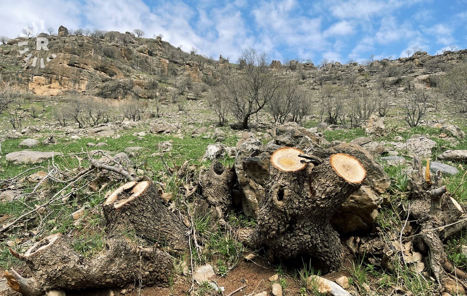 Old oak trees axed, habitat destroyed for illegal charcoal trade