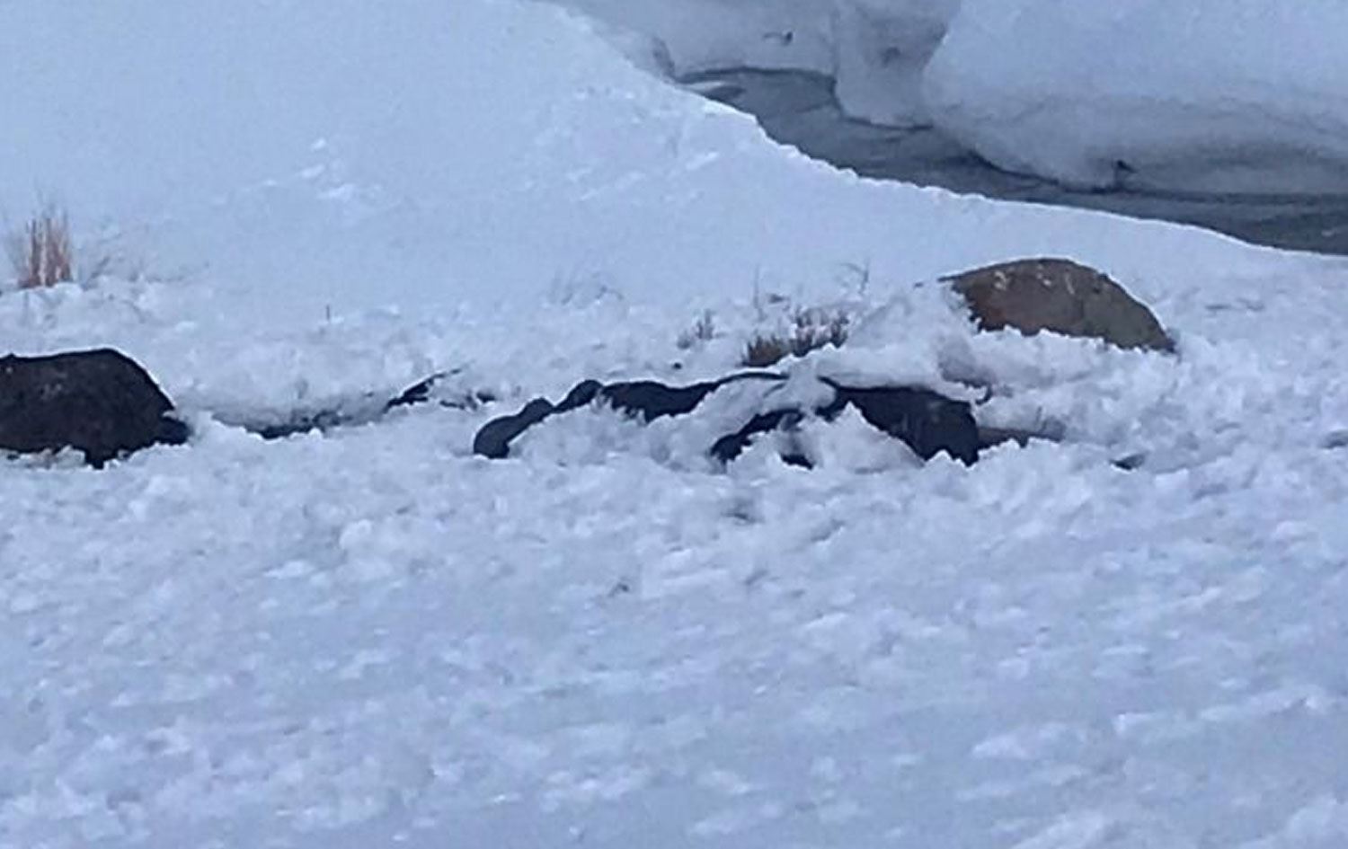 Van'da bir erkek cesedi bulundu