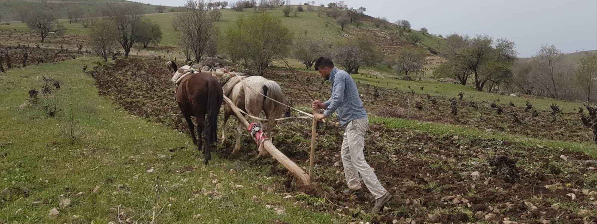 بەوێنە؛ قوتابییەکی پەیمانگە بە کرێ جووت بۆ جووتیارانی گوندەکەی دەکات