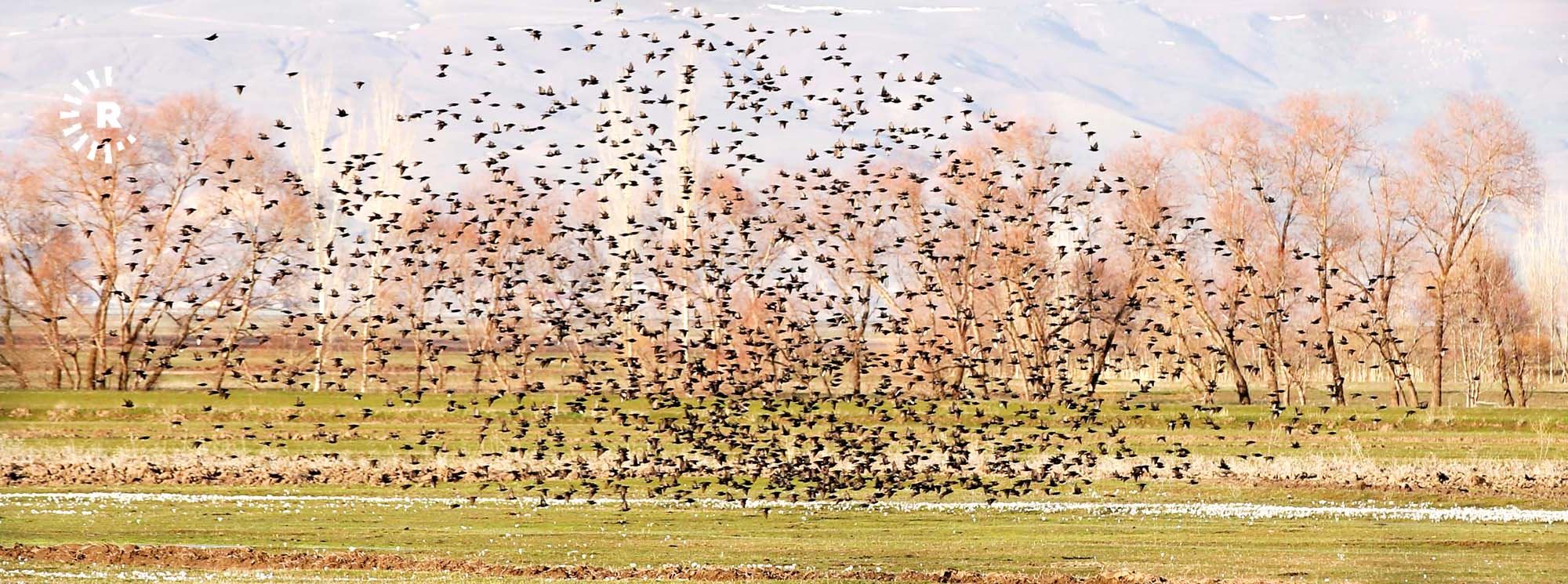 WÊNE - Li Deşta Mûşê balîndeyên koçber