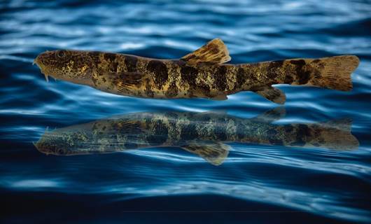 Van Gölü'nde tuzlu ve sodalı suda yaşamını sürdüren bir balık türü keşfedildi
