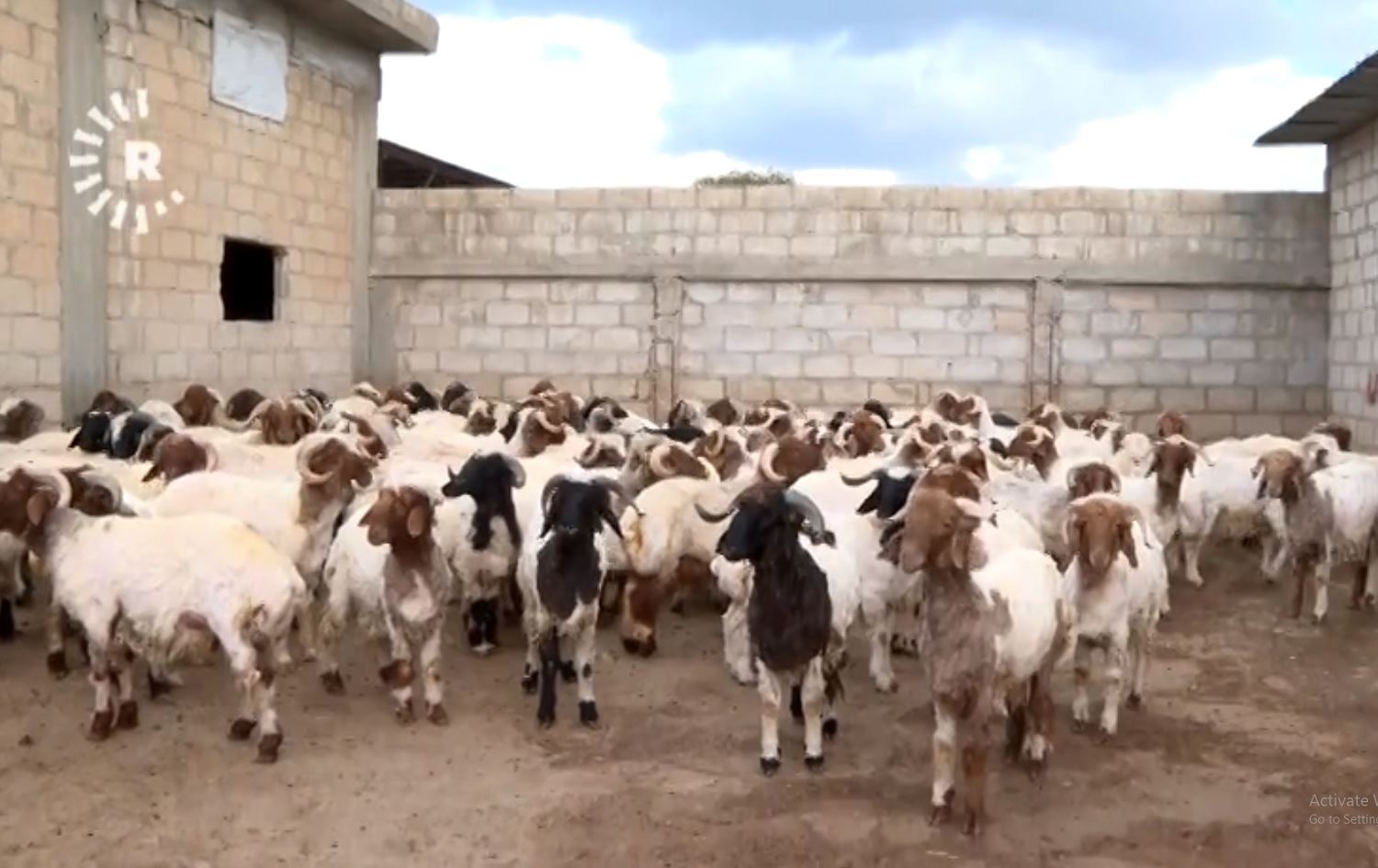 Bazirganên pez ji buhabûna ceh û kayê dilgiran in