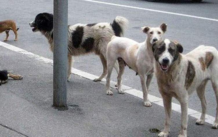 لە سلێمانی رێکخراوێک زیاتر لە 100 سەگی بێلانە نەزۆک دەکات