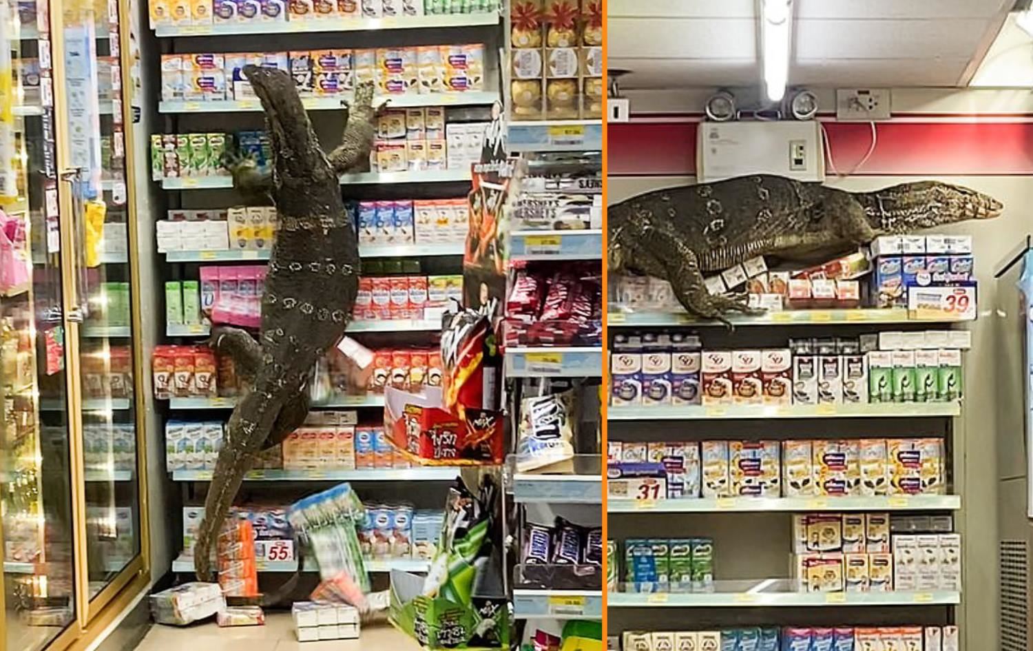 بزنمژەیەک خۆی دەکات بە مارکێتێکدا