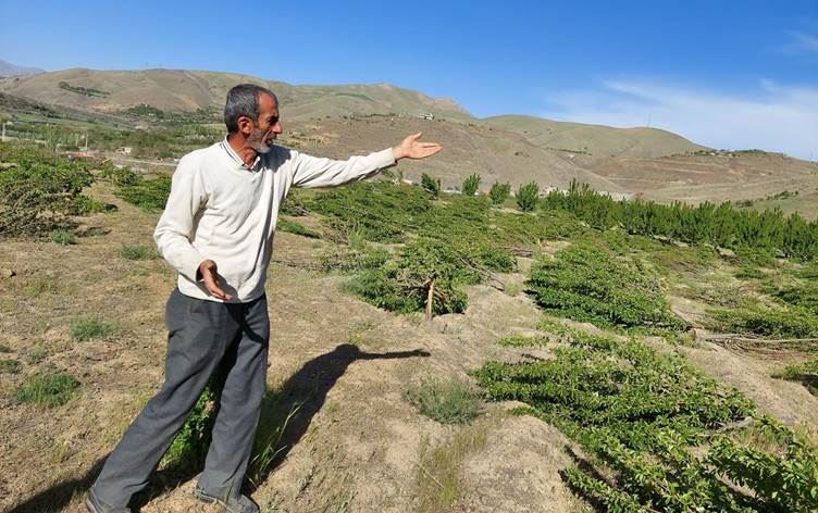 Li Sinê 2 hezar darên fekiyan hatin birîn, sûcdar wenda ye