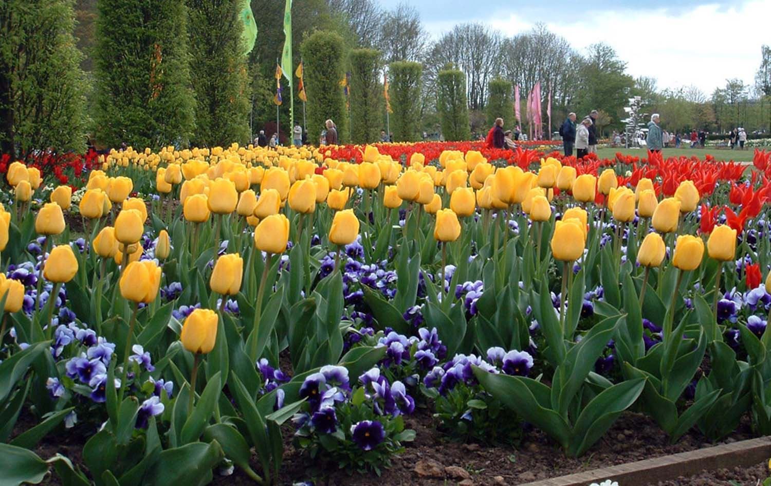 لە بەریتانیا فیستیڤاڵی گوڵ بەڕێوەدەچێت