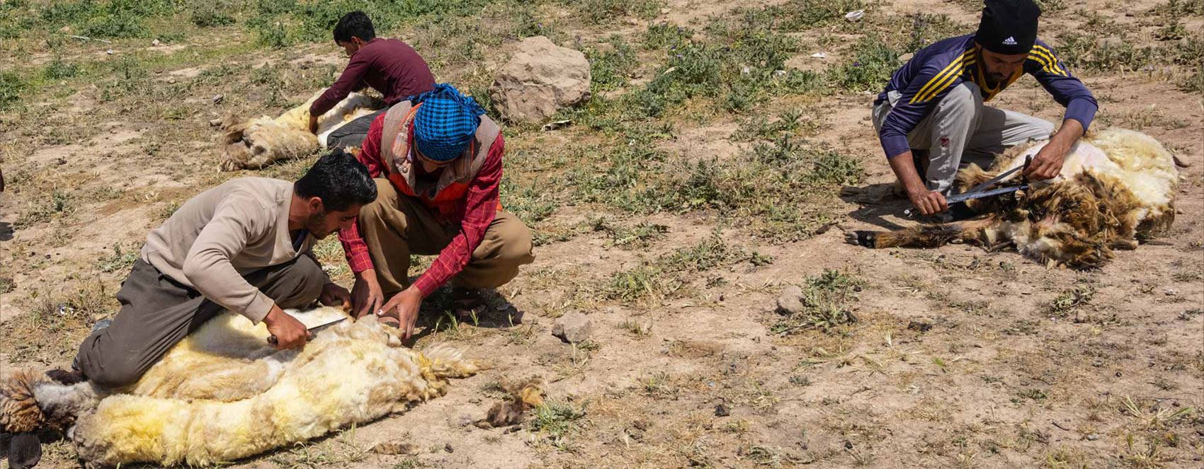 FOTO : Duhok’ta koyun kırkma erken başladı