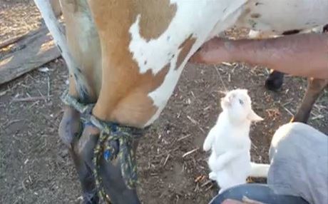 Dema Pişîk dibe Golik!!!