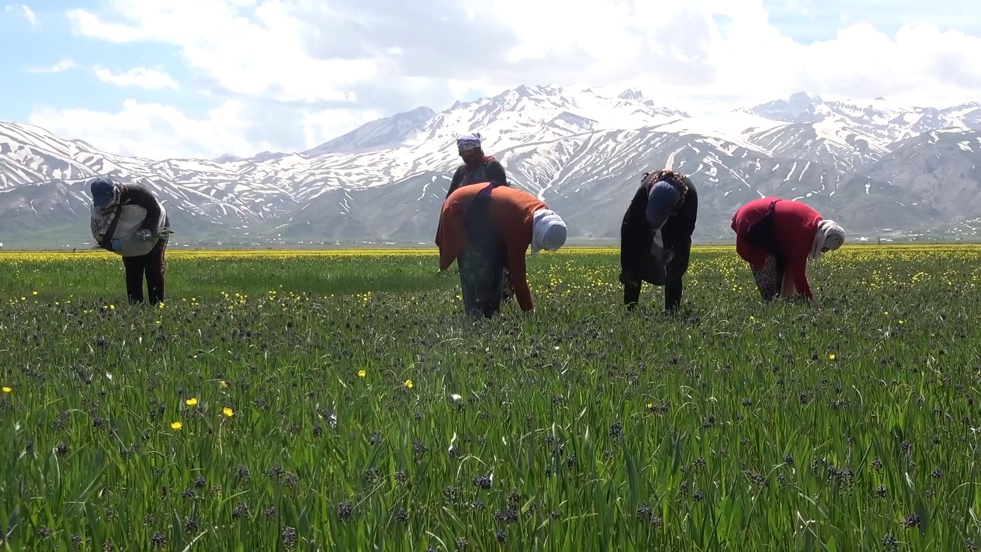 Yüksekova’da kadınların pancar mesaisi başladı