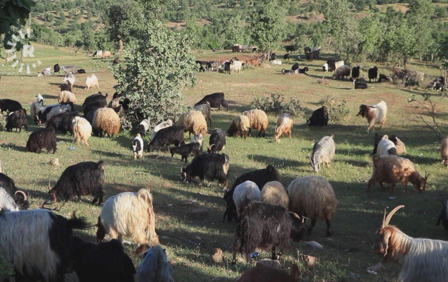 بەهۆی شەڕەوە بەشێک لە ئاژەڵدارانی زاخۆ مەڕ و بزنەکانیان هەرزانفرۆش دەکەن