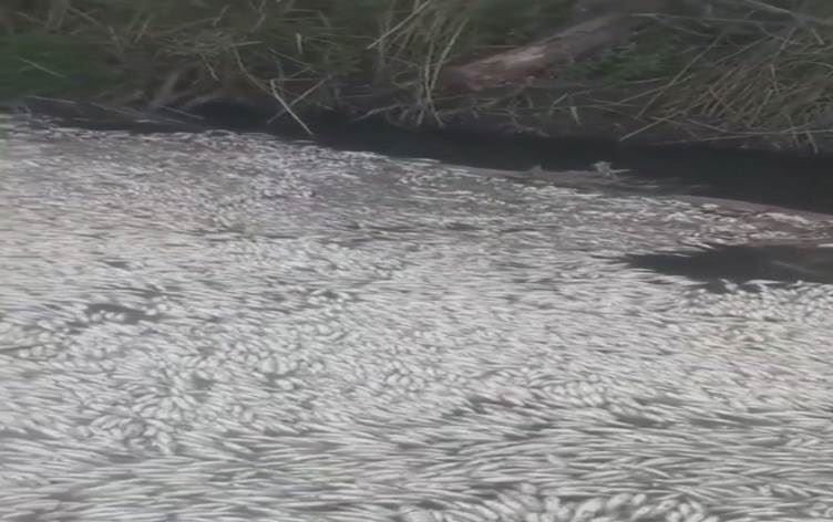 Li Amedê bi hezaran masî mirine