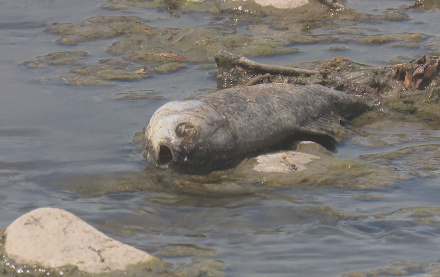 Li çemê Mîreliyan bi hezaran masî mirar bûn