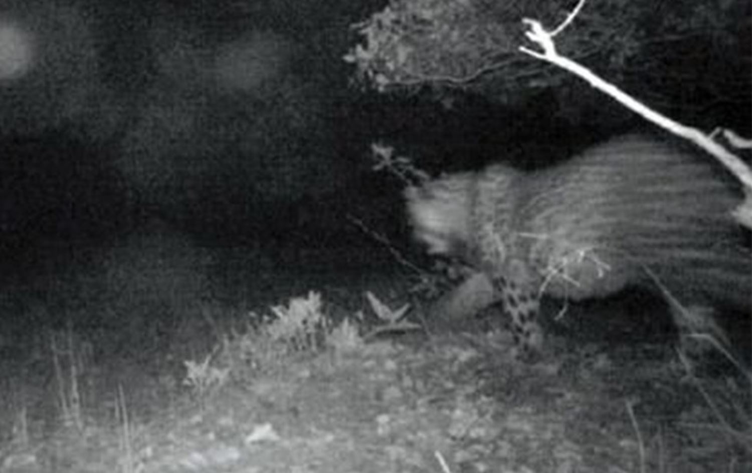 Cudi Dağı eteklerinde Nesli tükendiği düşünülen pars görüldü