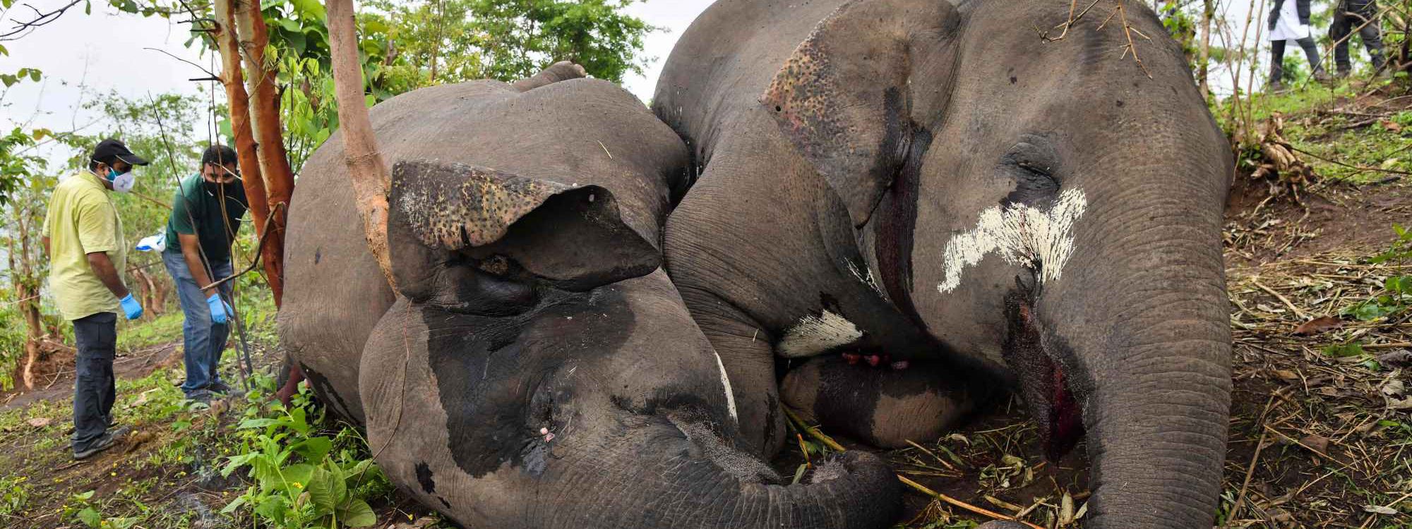 لە هیندستان 18 فیل بە هەورەبرووسکە دەکوژرێن