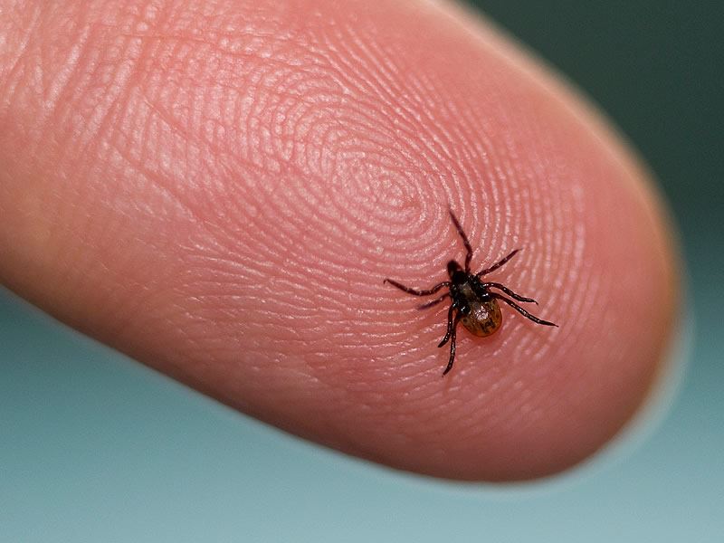 Sivas'ta kene ısırmasıyla bir kişi hayatını kaybetti