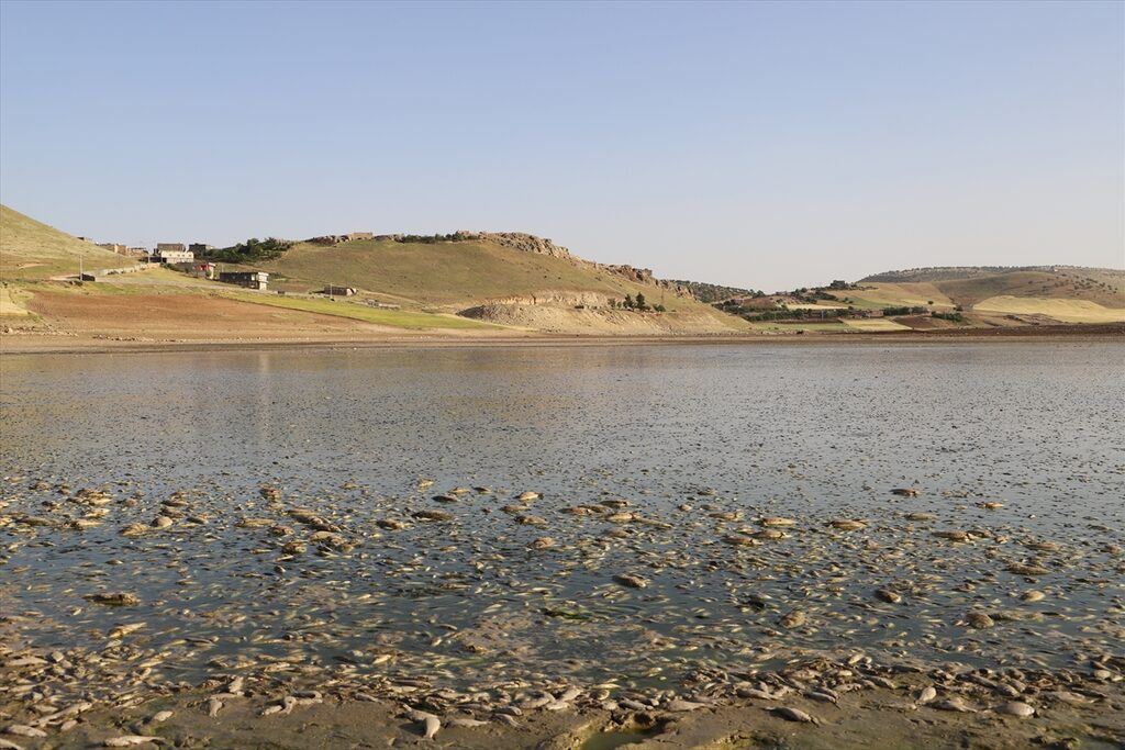 Mardin'deki toplu balık ölümlerinin nedeni ortaya çıktı