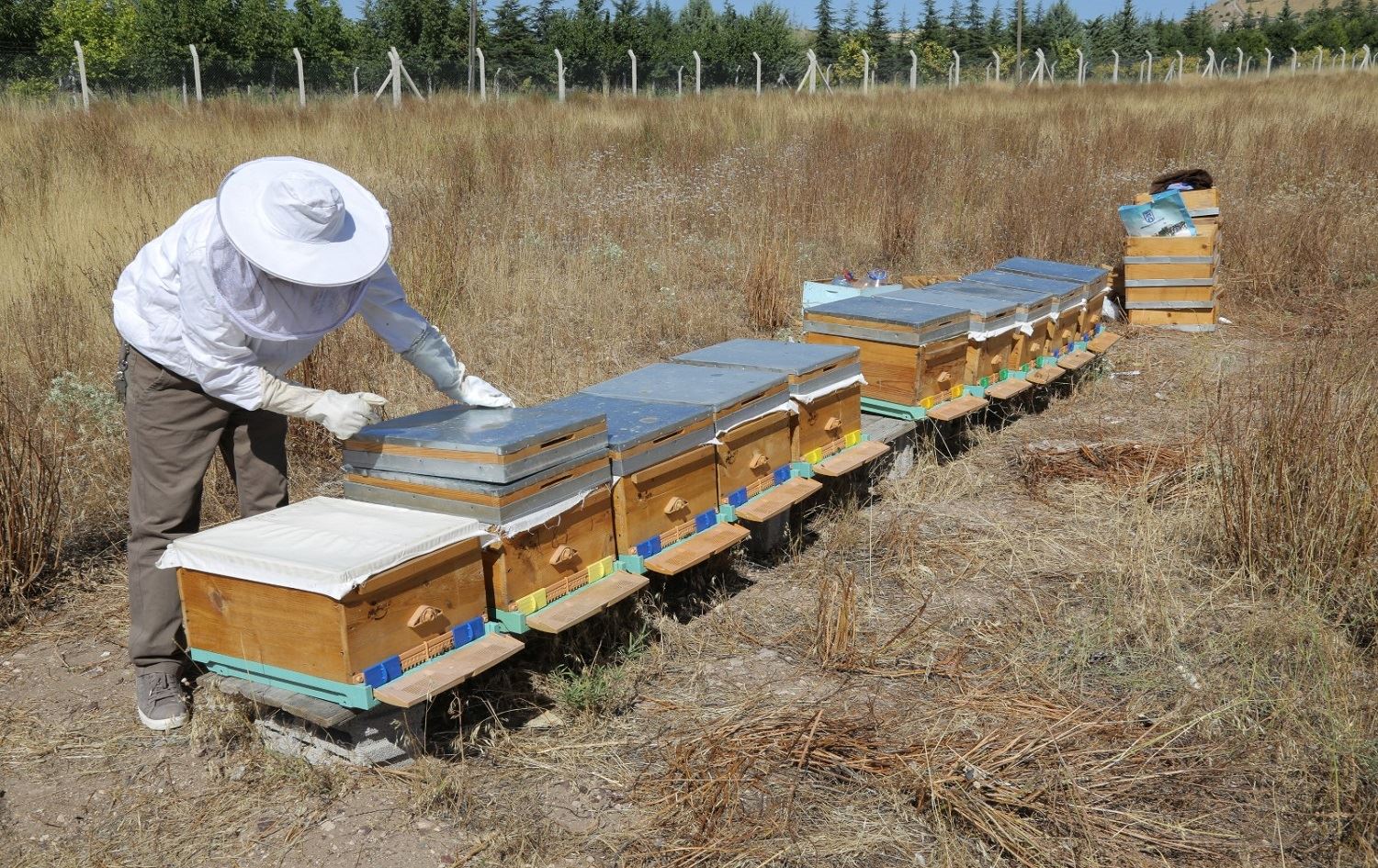 Li Amedê hişkesalî bandorê li hilberîna hingiv dike