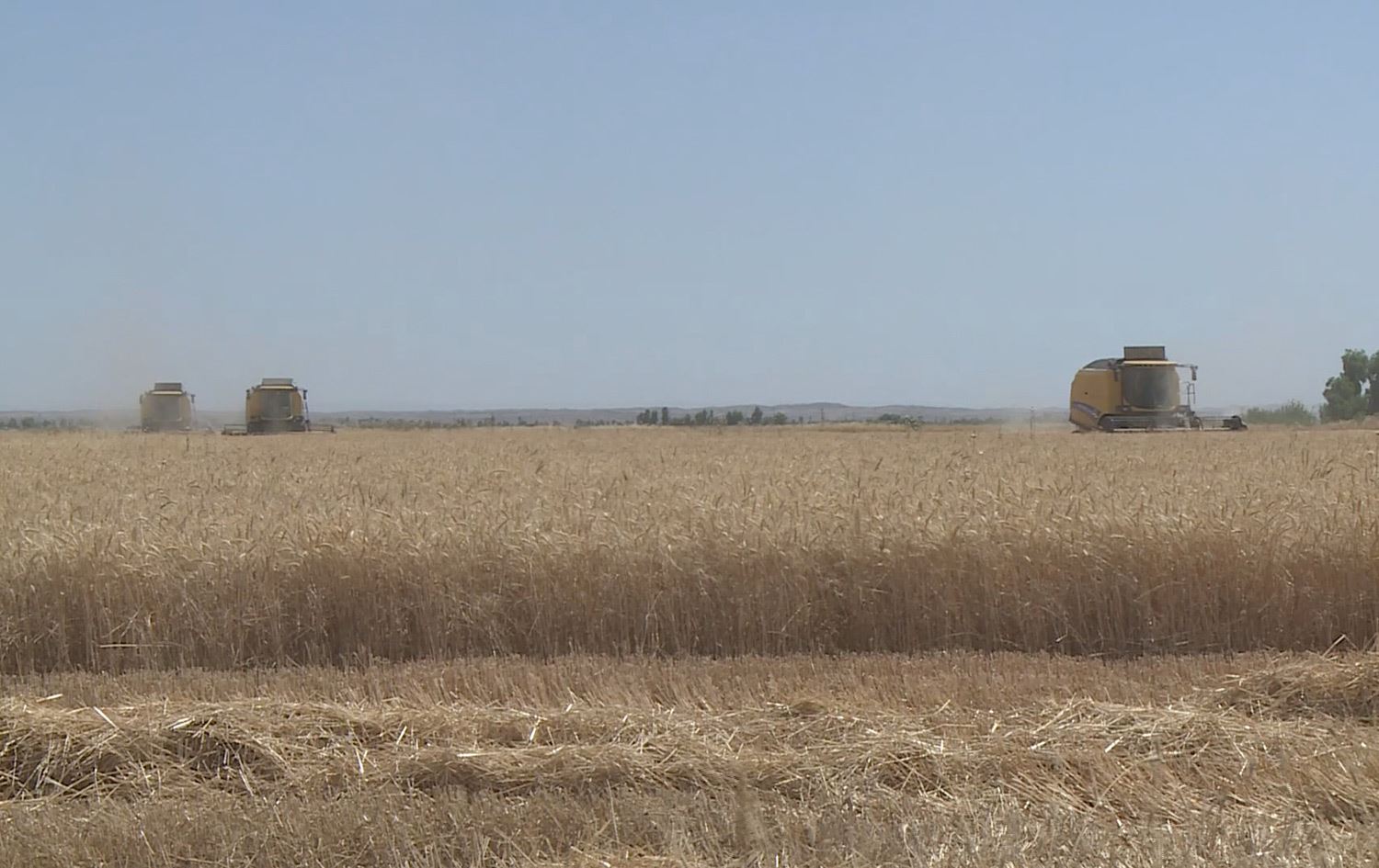 لە ترسی سووتاندن جووتیارانی کەرکووک زووتر گەنمەکانیان دروێنە دەکەن