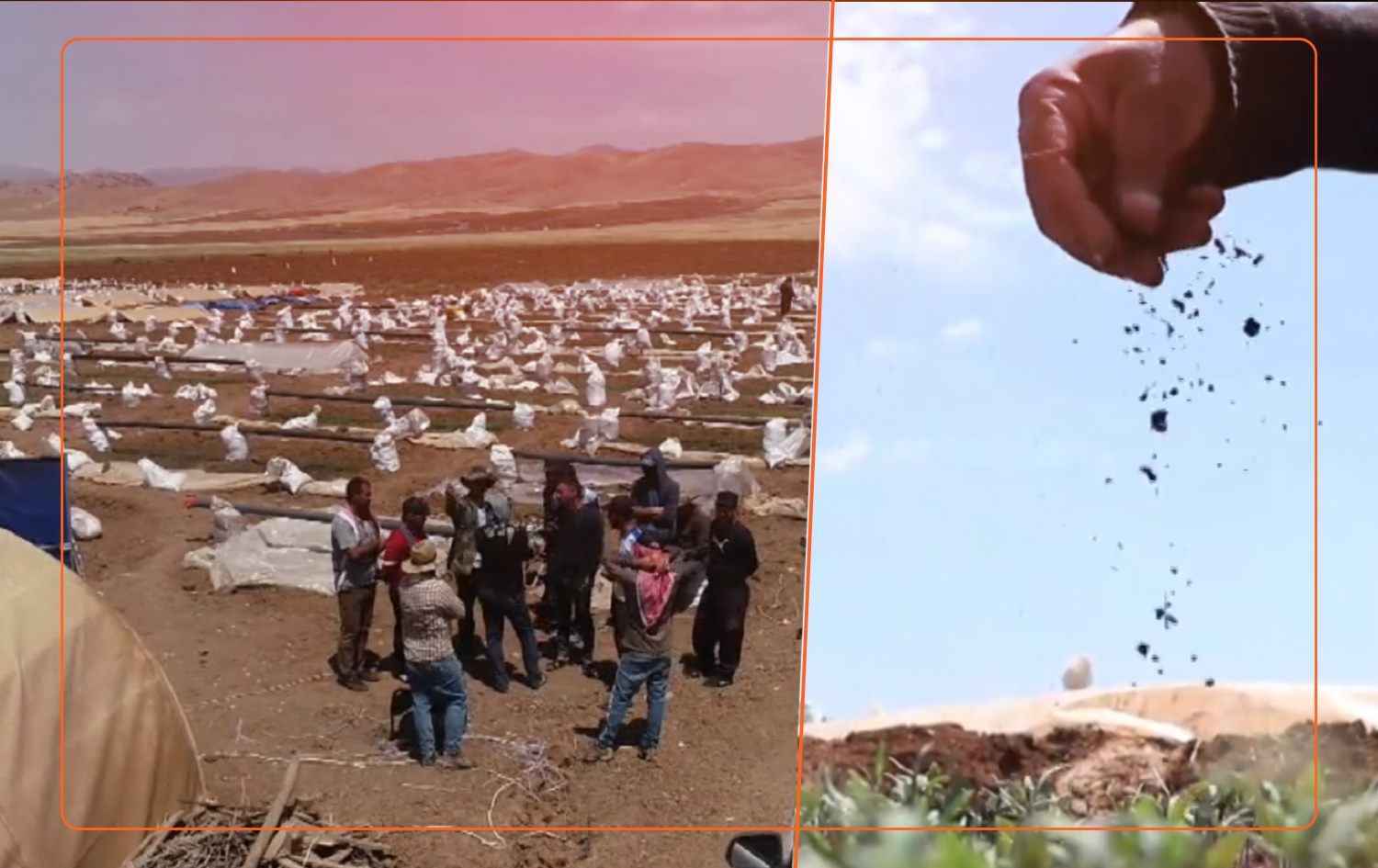 ZAXO - Ji %60 zeviyên çandiniyê ji aliyê koçberên Şingalê ve hatine çandin