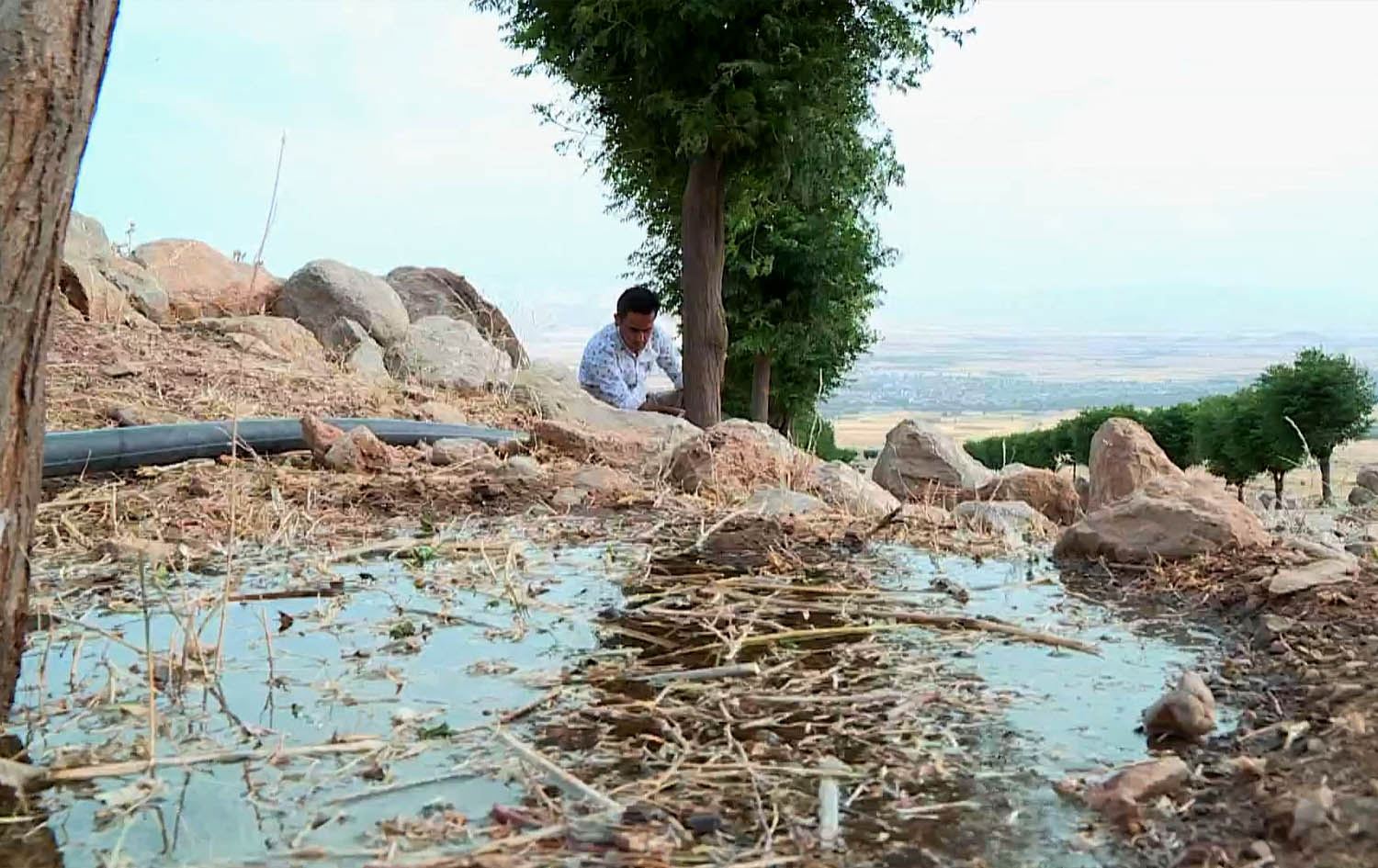 مامۆستایەک لە خورماڵ 1200 درەخت دەڕوێنێت