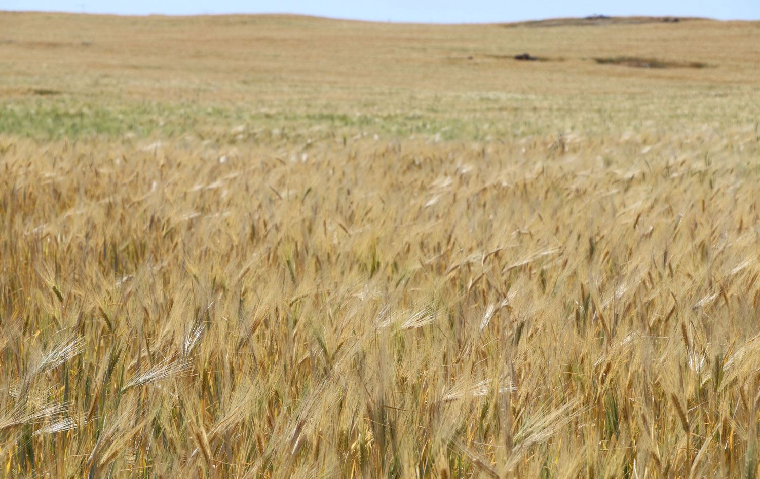 Kürt illerinde kuraklık: Uzmanlar sahada zararın boyutunu tespit ediyor