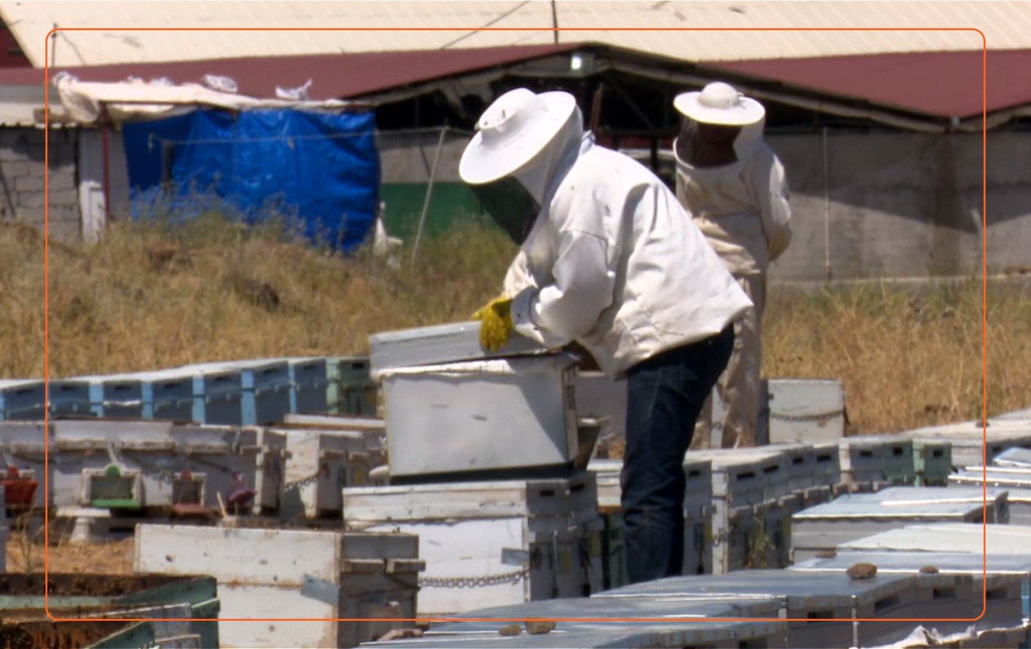 Li Amedê îsal rêjeya hingiv daketiye