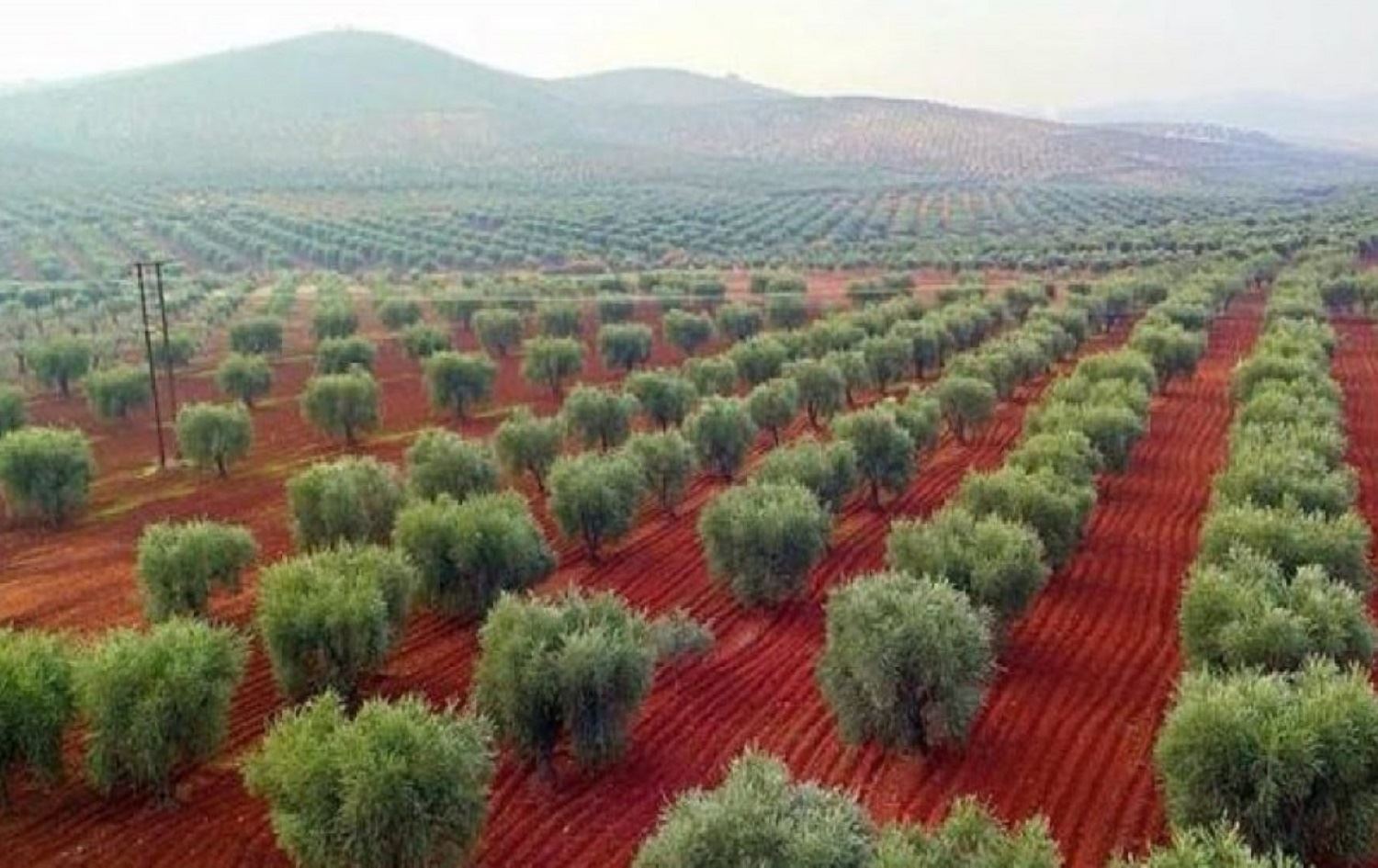Li Efrînê çekdaran dest danî ser bi hezaran darên zeytûnan