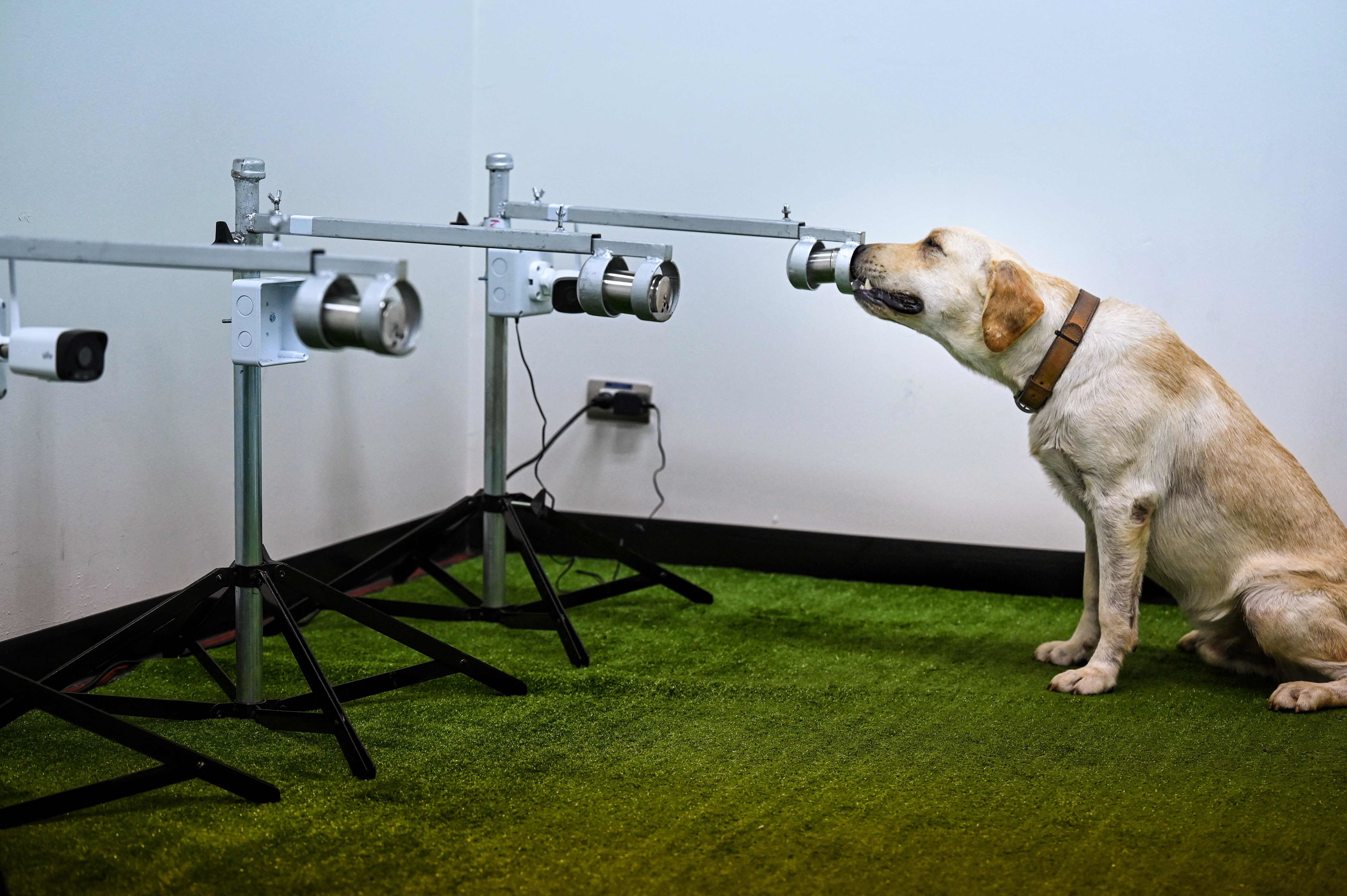 لە تایلەند راهێنانی دۆزینەوەی تووشبووانی کۆرۆنا بە سەگ دەکرێت