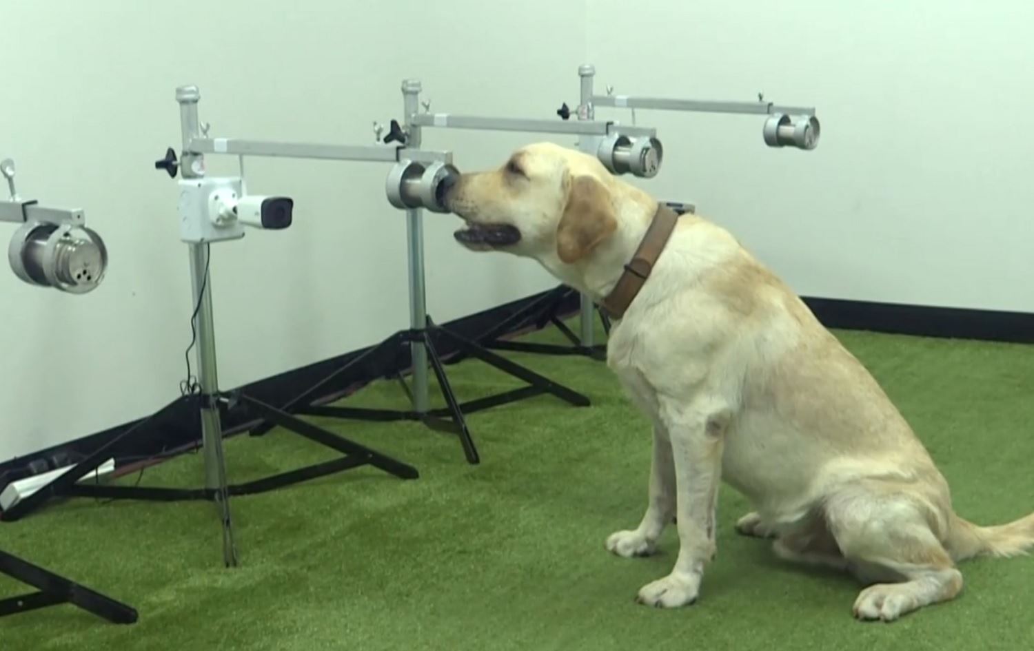 Rahênan bi kûçikan tê kirin bo dîtîna pêketiyên Coronayê